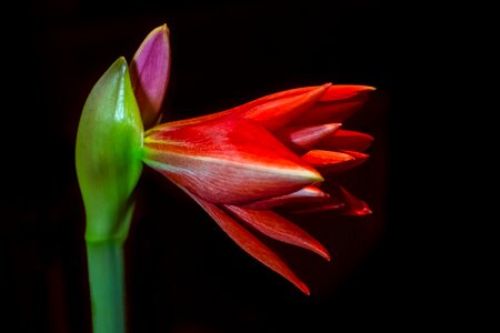 Bloom plant nature