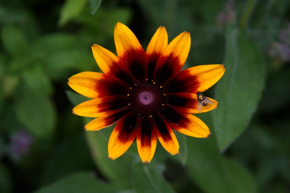 Fly sunflower green sunflower