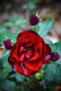 Romanticism flower autumn rose