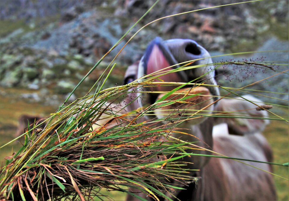 Grazing mountains nature