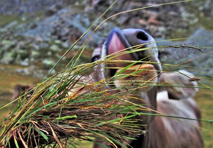 Grazing mountains nature photo