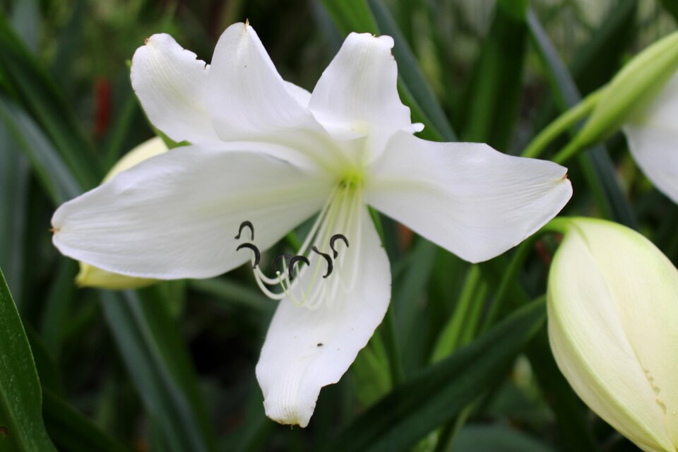 White flowers spring garden