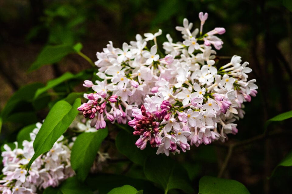 Flower spring garden