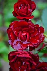 Romanticism flower autumn rose photo