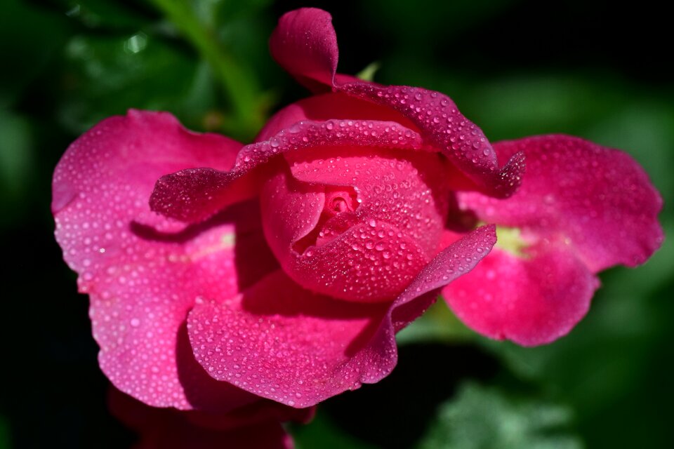 Rose bloom blossom bloom