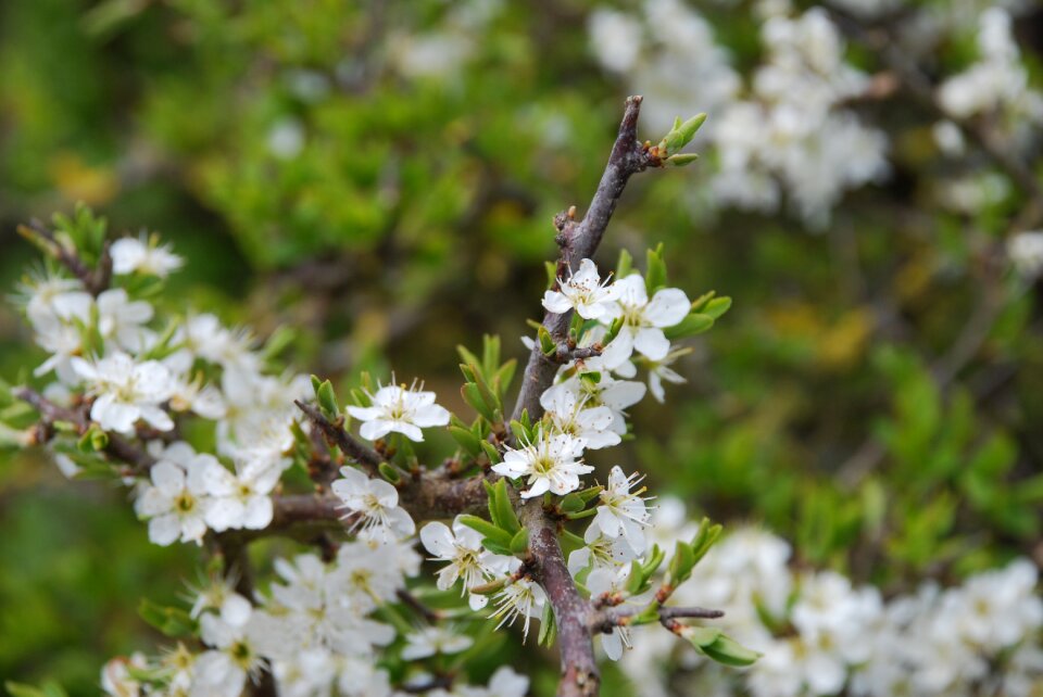 Hawthorn blossom flowers