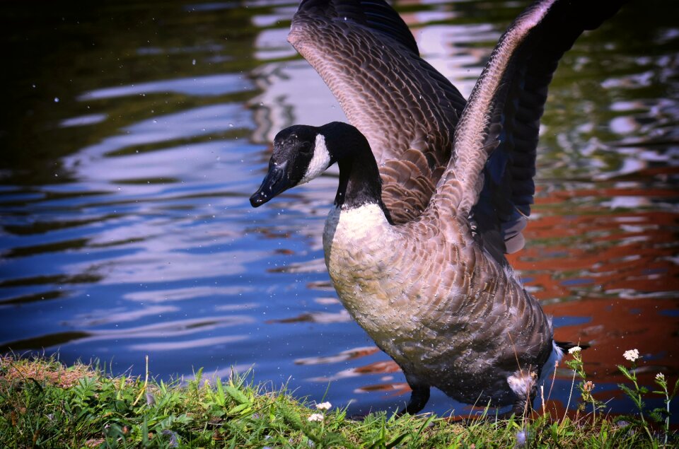 Nature water bird animals