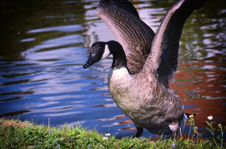 Nature water bird animals photo