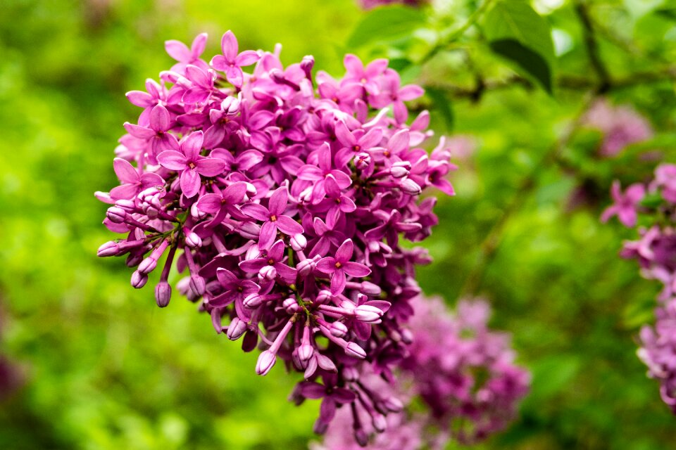 Flower spring garden