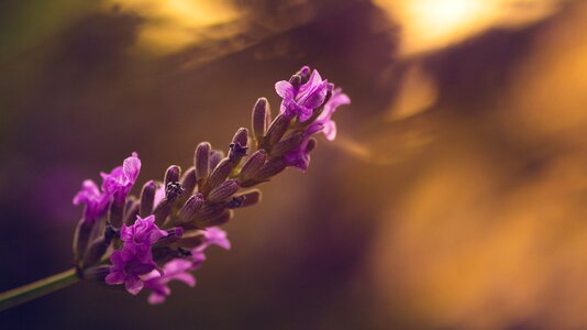 Flowers sunlight heaven