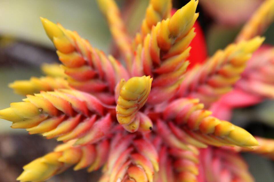 Tropical plant hawaii