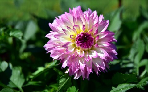Bloom flower pink