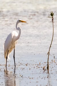 Cayo coco garzón birding