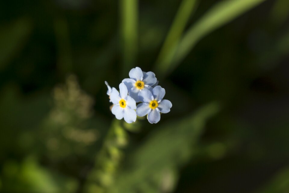 Nature garden plants