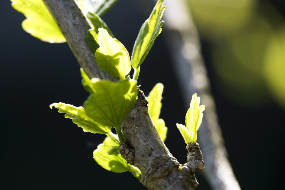Nature plant growth