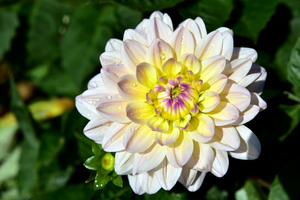 Bloom flower yellow