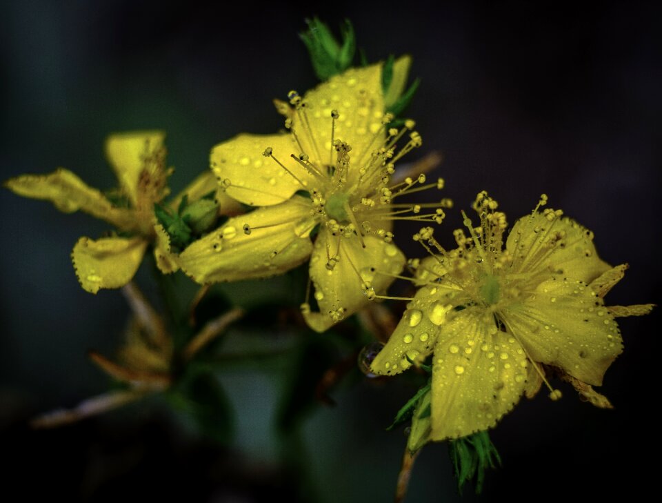 Petals nature plant