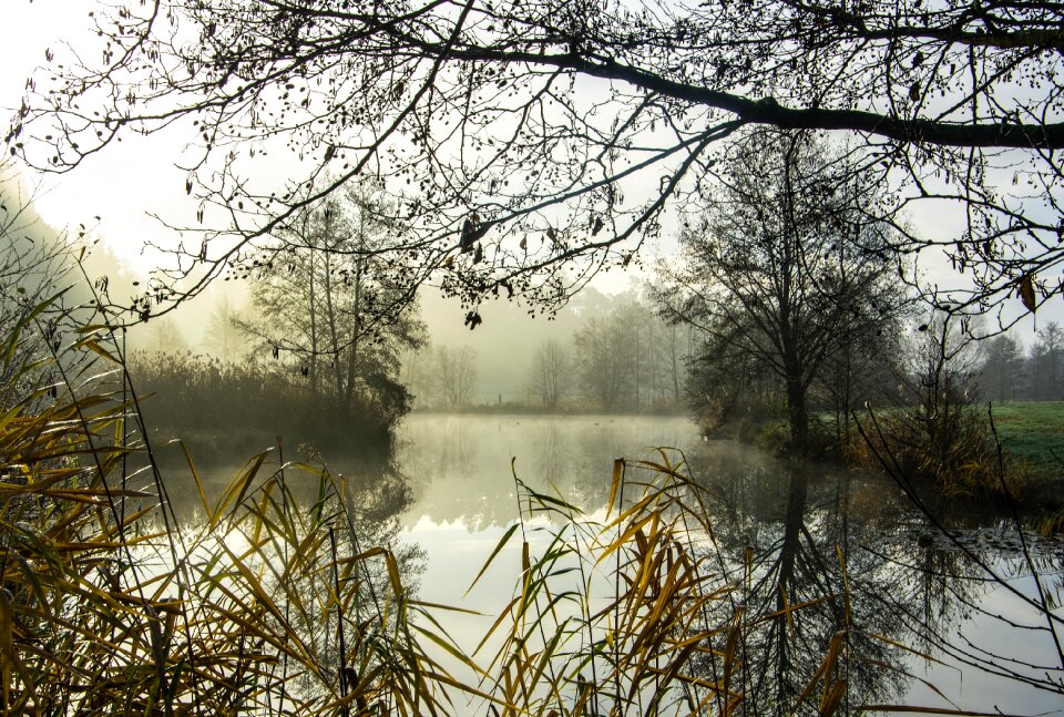 Nature mood lighting