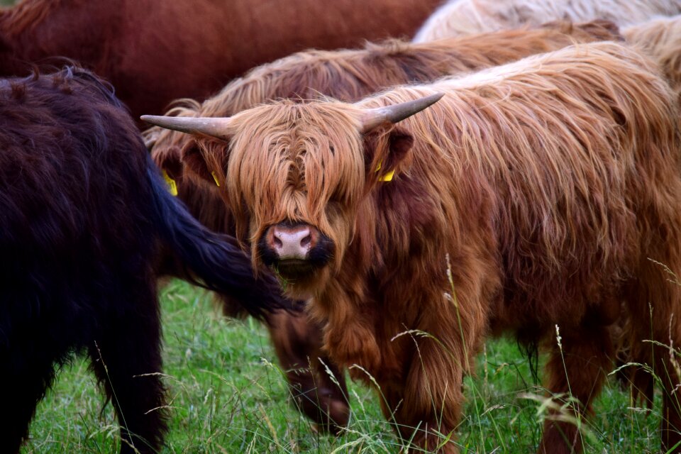 Highland beef scottish hochlandrind shaggy