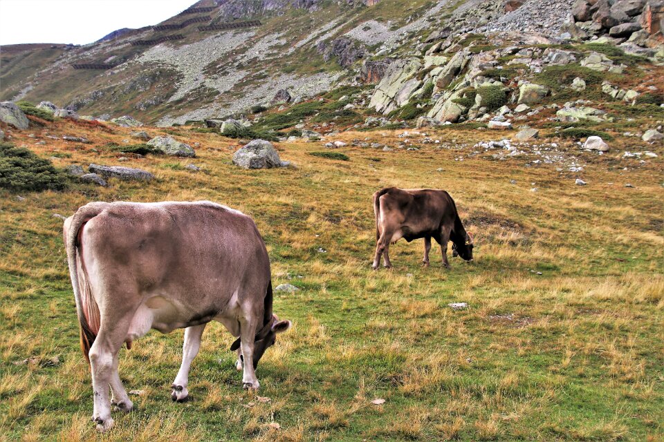 High julierpass mountains