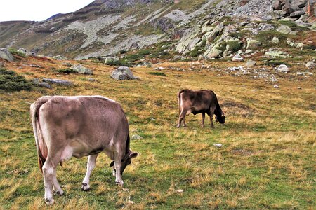 High julierpass mountains