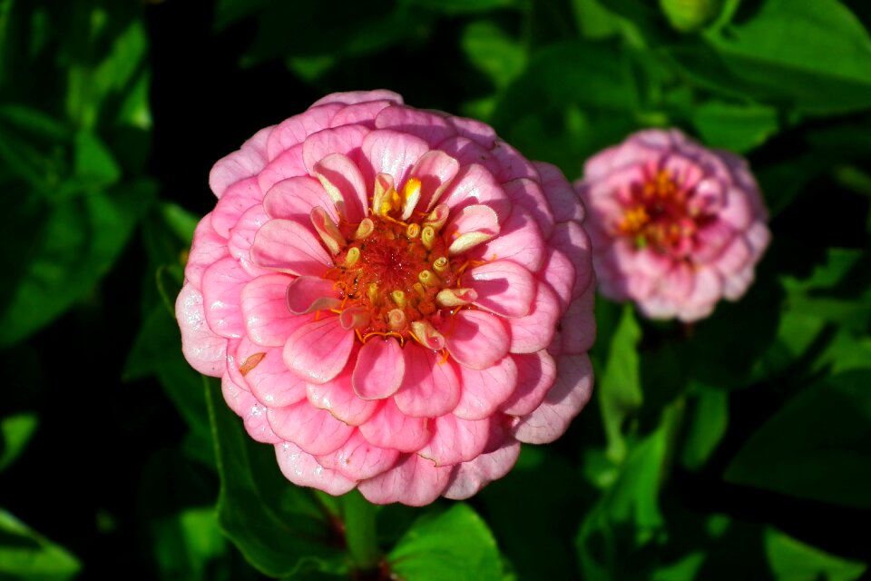 Nature macro garden
