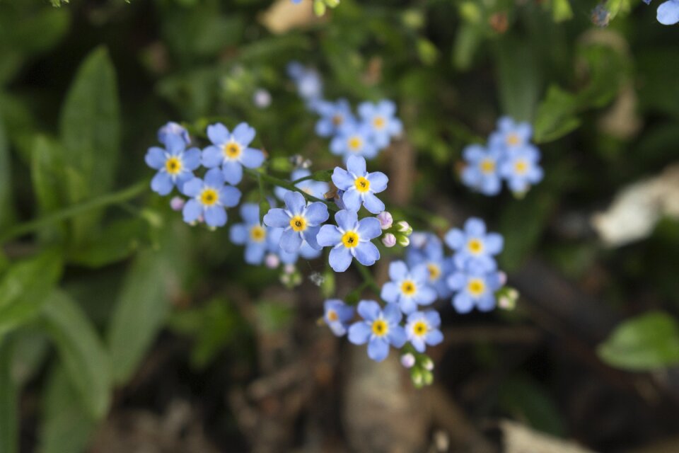 Blue the delicacy flowers