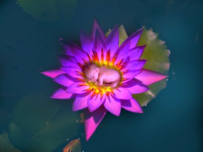 Aquatic nature baby
