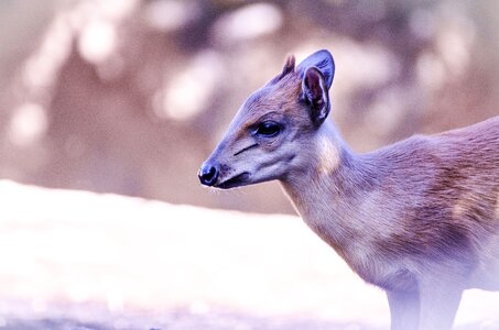 Mammals animals small photo