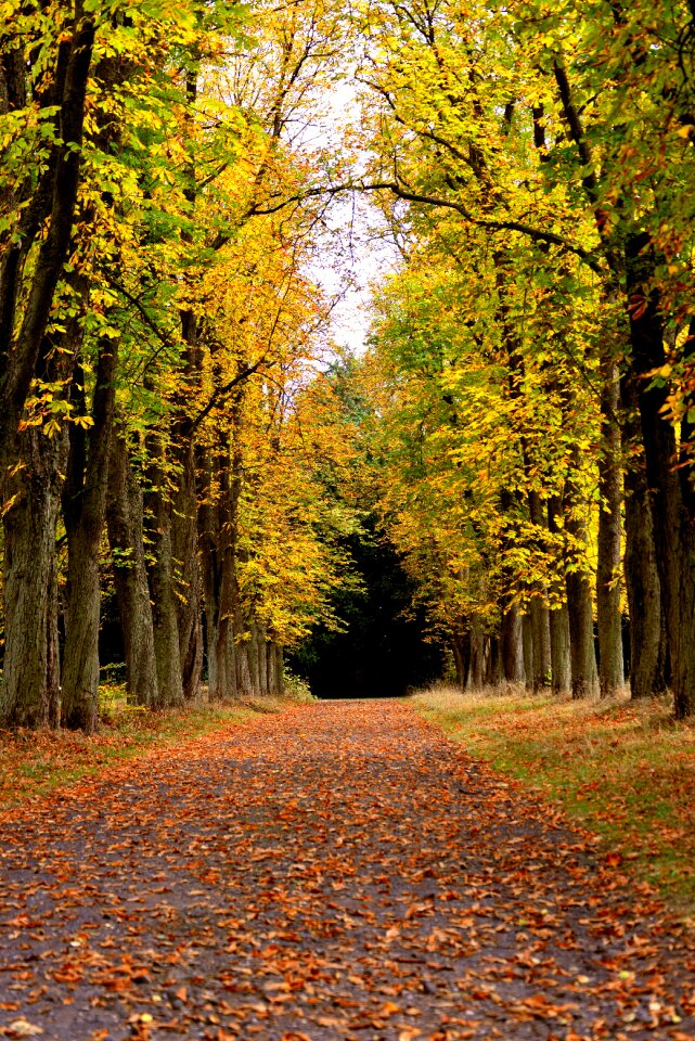 Autumn autumn colours avenue