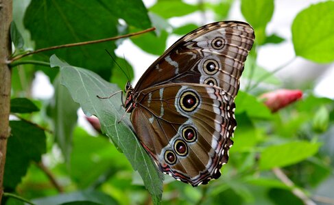 Insect close up eyespots