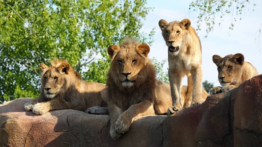 Lions band zoo photo