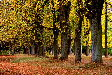 Autumn autumn colours avenue photo