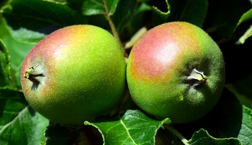 Apple tree kernobstgewaechs healthy