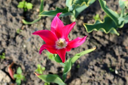 Full bloom nature plant