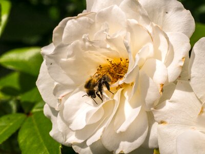 Nature bee garden photo
