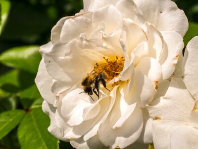 Nature bee garden