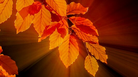 Golden yellow autumn brown