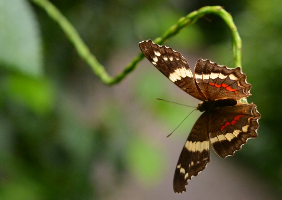 Nature insect close up