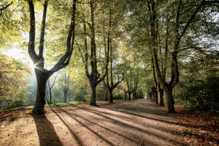 Landscape mood forest