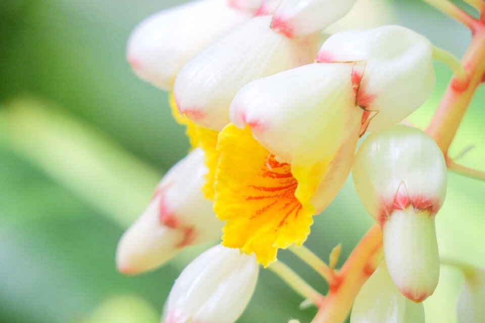 Nature garden ming fluid