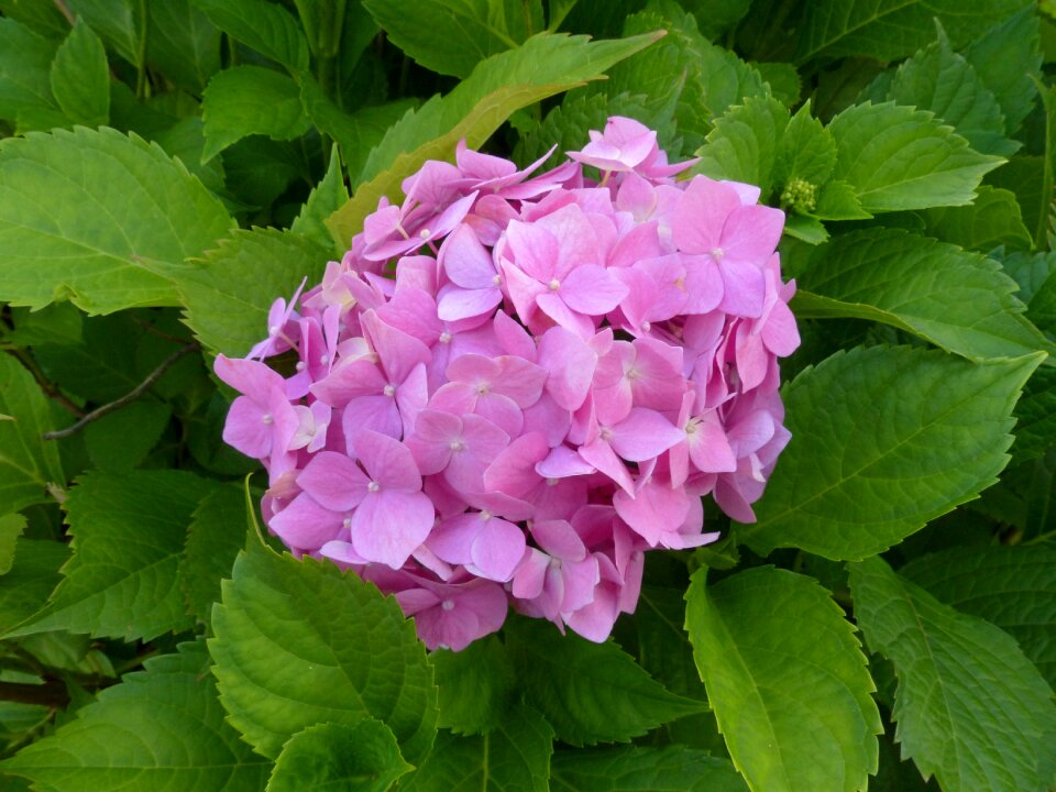 Garden nature botanical garden