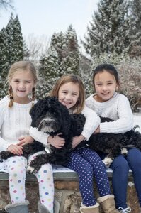 Bernadoodle pets fur
