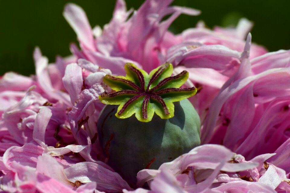 Blossoms pink poppy blossom photo