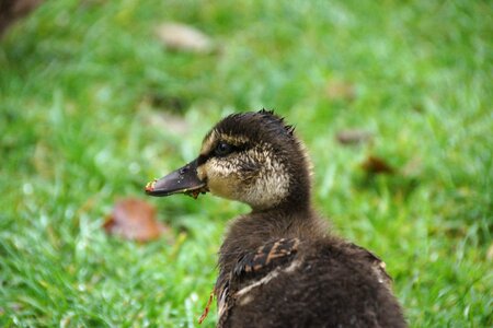 Duck duckling baby photo