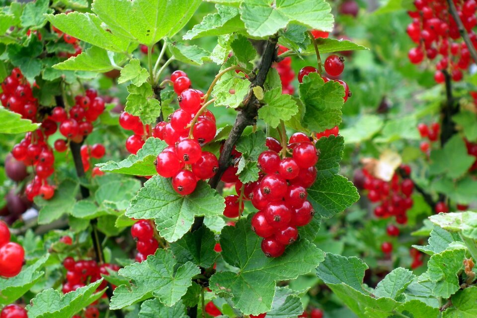 Garden plant closeup