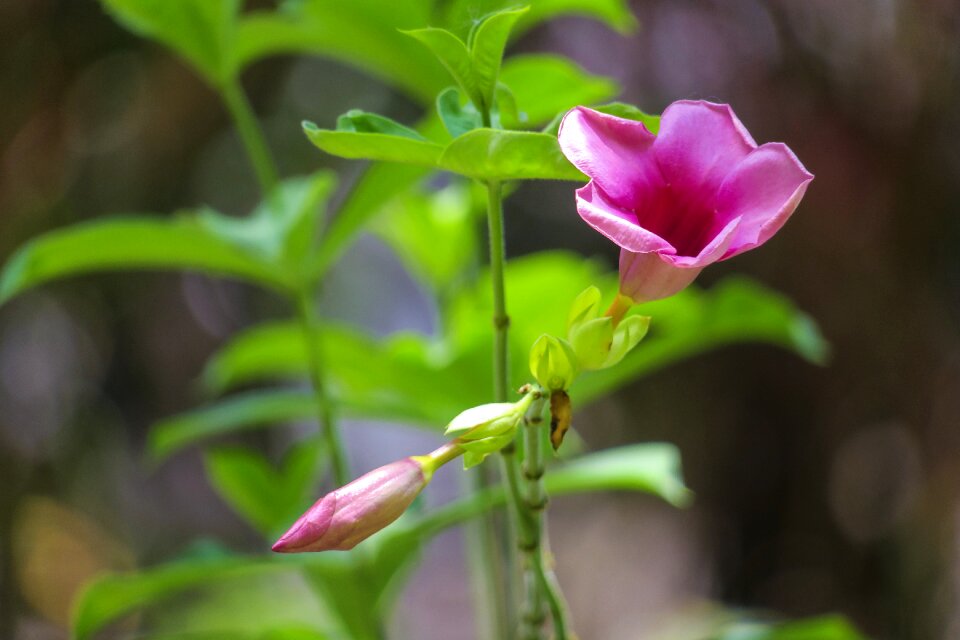 Bloom leaf flower