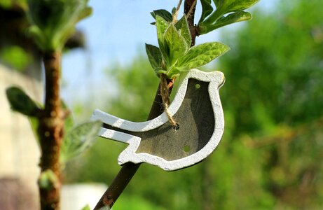 Decoration plant nature