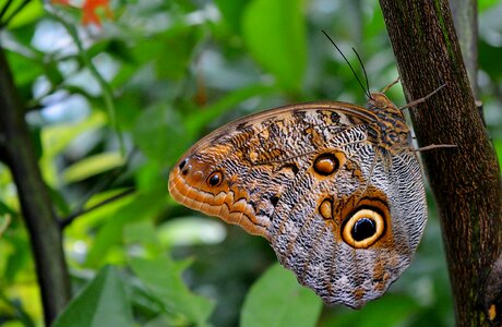 Tropics butterfly close up