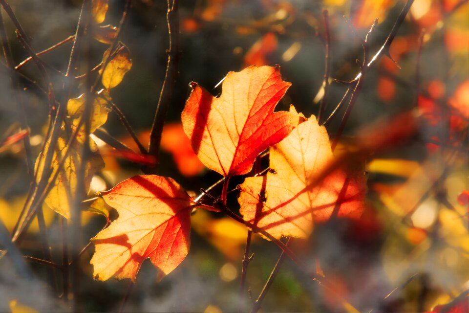Nature contrast forest